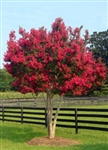 Crape Myrtle Lagerstroemia-Tonto   Red Blooms Zone 7