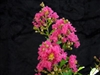 Crape Myrtle Lagerstroemia-Tuscarora  Dark Coral Pink Blooms Zone 7