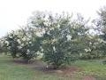 Crape Myrtle Lagerstroemia--Sarah's Favorite   White Blooms Zone 7