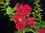 Crape Myrtle Lagerstroemia-- Dynamite  Cherry Red Blooms Zone 7
