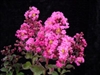Crape Myrtle Lagerstroemia-- Pink Velour Bright Pink  Blooms Zone 7