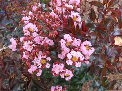Crape Myrtle Lagerstroemia-- Rhapsody in Pink   Soft Pink Blooms Zone 7