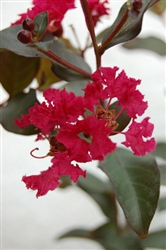 Crape Myrtle Lagerstroemia-- Double Feature  Ruby Red Blooms Zone 7