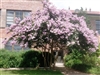 Crape Myrtle Lagerstroemia-- Yuma  Lt. Lavender-Pink Bicolor Blooms Zone 7