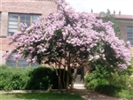 Crape Myrtle Lagerstroemia-- Yuma  Lt. Lavender-Pink Bicolor Blooms Zone 7