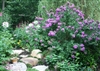 Crape Myrtle Lagerstroemia-- Zuni  Lavender Blooms Zone 7