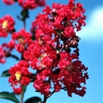 Crape Myrtle Lagerstroemia--Victor  Dark Red  Blooms Zone 6