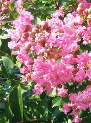 Crape Myrtle-Lagerstroemia Pink Ruffles-Crinkly Pink Blooms Zone 6