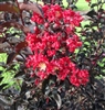 CRAPE MYRTLE EBONY EMBERS-LAGERSTROEMIA Red Hot Blooms and Black Foliage Zone: 7