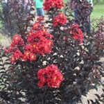 CRAPE MYRTLE EBONY FIRE-LAGERSTROEMIA Clusters of Fiery Dark Red Blooms with Yellow Center and Black Foliage Zone: 6
