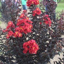 CRAPE MYRTLE EBONY FIRE-LAGERSTROEMIA Clusters of Fiery Dark Red Blooms with Yellow Center and Black Foliage Zone: 6