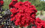CRAPE MYRTLE EBONY FLAME-LAGERSTROEMIA Clusters of Fiery Dark Red Blooms with Yellow Center and Black Foliage Zone: 7