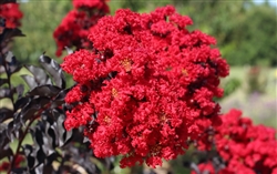 CRAPE MYRTLE EBONY FLAME-LAGERSTROEMIA Clusters of Fiery Dark Red Blooms with Yellow Center and Black Foliage Zone: 7