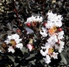 CRAPE MYRTLE EBONY AND IVORY WHITE-LAGERSTROEMIA Clusters of  Striking White Blooms with Black Foliage Zone: 7