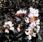 CRAPE MYRTLE EBONY AND IVORY WHITE-LAGERSTROEMIA Clusters of  Striking White Blooms with Black Foliage Zone: 7