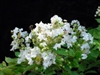 CRAPE MYRTLE ACOMA CRAPE MYRTLE-SEMI-DWARF WHITE BLOOMS Z 7