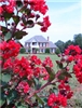 CRAPE MYRTLE ARAPAHO-Lagerstroemia RED BLOOMS Zone 7
