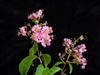 CRAPE MYRTLE BILOXI-Lagerstroemia  Medium Pink Blooms Zone 7