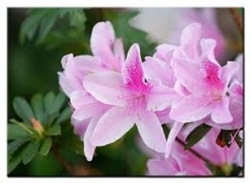 AZALEA RHODODENDRON GEORGE TABOR-LAVENDER Blooms Zone 7