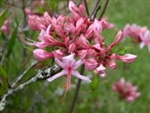 AZALEA NATIVE RHODODENDRON nudiflorum-PERICLYMENOIDES-PINK Fragrant Blooms Zone 4