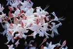 AZALEA NATIVE RHODODENDRON nudiflorum-ATLANTICUM 'DELMARVA'-WHITE TO PINK Fragrant Blooms Zone 5
