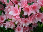 AZALEA RHODODENDRON CORAL BELLS-PINK CLUSTER Blooms Zone 6