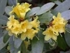 NATIVE AZALEA 'RHODODENDRON ALABAMANSE' White with Blade of Lt. Yellow SUMMER BLOOMS or SOMMERVILLE BRIGHT YELLOW Zone 5