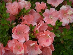 AZALEA SATSUKI WAKAEBISU-SHELL PINK BLOOMS  Zone 6