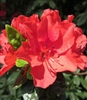 AZALEA RHODODENDRON VIVID RED-CHERRY RED RUFFLED CLUSTER Blooms Zone 8