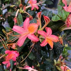 AZALEA NATIVE RHODODENDRON Pink Ember REDDISH PINK BLOOMS Zone 6