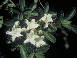 NATIVE SWAMP AZALEA 'RHODODENDRON VISCOSUM' FRAGRANT* SUMMER WHITEBLOOMS  Zone 4