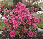 AZALEA RHODODENDRON PINK RUFFLES-LARGE CLUSTERS OF FRILLED DOUBLE PINK BLOOMS Zone 8