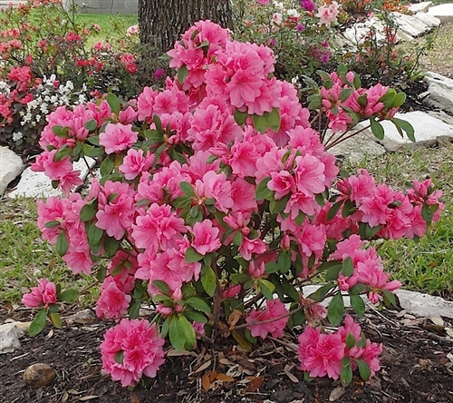AZALEA RHODODENDRON PINK RUFFLES-LARGE CLUSTERS OF FRILLED DOUBLE PINK  BLOOMS Zone 8