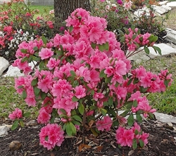 AZALEA RHODODENDRON PINK RUFFLES-LARGE CLUSTERS OF FRILLED DOUBLE PINK BLOOMS Zone 8