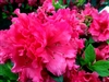 AZALEA RHODODENDRON RED RUFFLES-LARGE CLUSTERS OF FRILLED DOUBLE RED BLOOMS Zone 8