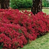 AZALEA RHODODENDRON INDICA-RED FORMOSA-RED BLOOMS Zone 8