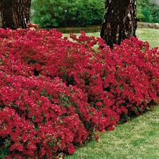 AZALEA RHODODENDRON INDICA-RED FORMOSA-RED BLOOMS Zone 8