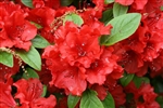 AZALEA RHODODENDRON GIRARD'S HOT SHOT-CLUSTERS OF REDDISH ORANGE WITH DARK RED SPOTTING BLOOMS Zone 5