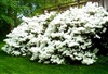 AZALEA RHODODENDRON DELAWARE VALLEY WHITE-CLUSTERS OF LARGE WHITE BLOOMS  ZONE 5