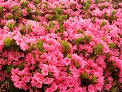 AZALEA RHODODENDRON SOUTHERN INDICA DAPHNE SALMON-CLUSTERS OF LARGE SALMON PINK BLOOMS WITH ORANGE FRECKLES ZONE 8