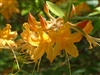 NATIVE AZALEA 'RHODODENDRON AUSTRINUM' FRAGRANT SPRING YELLOW BLOOMS