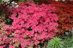 AZALEA RHODODENDRON GIRARD'S ROSE CLUSTERS OF ROSE COLOR WITH DEEP RED THROAT SLIGHTLY SCENTED Zone 4b