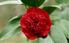 Camellia Professor Sargent Camellia Japonica' Brilliant Red Double Blooms  Zone 7a