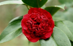 Camellia Professor Sargent Camellia Japonica' Brilliant Red Double Blooms  Zone 7a