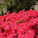 AZALEA RHODODENDRON AZALEA RHODODENDRON GIRARD'S CRIMSON CLUSTERS OF BRIGHT RED COLOR Zone 5