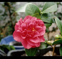 Camellia Japonica 'Ack-Scent' Zone 6-9