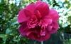 Camellia Bonanza Camellia Sasanqua - Camellia sasanqua 'Bonanza' Rosy Red Fuschia Blooms Zone 7a