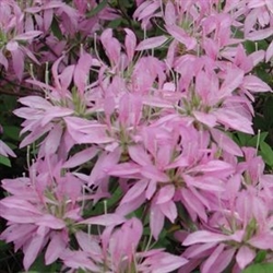 RHODODENDRON  KOROMO SHIKIBU-Macrosepalum LAVENDER STRAP-LIKE BLOOMS Zone 6