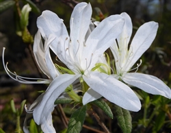 RHODODENDRON  KOROMO WHITE-Macrosepalum  WHITE STRAP-LIKE BLOOMS Zone 8