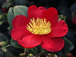 Camellia sasanqua 'Yuletide'-Single Brilliant Fiery Red with Center Yellow Stamens Zone 7